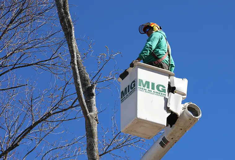 Tree trimming in a bucket
