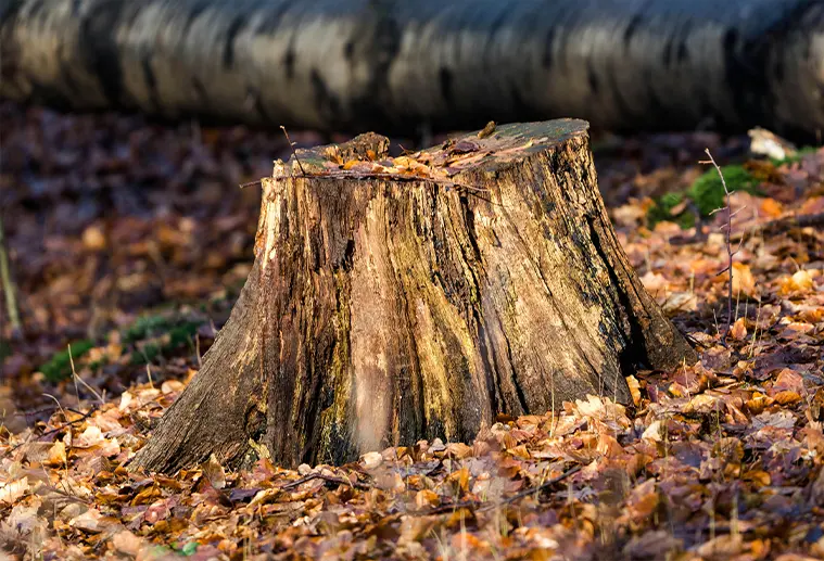 services stump grinding