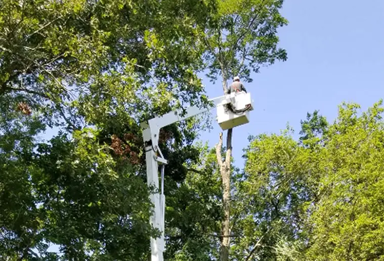 services tree removal
