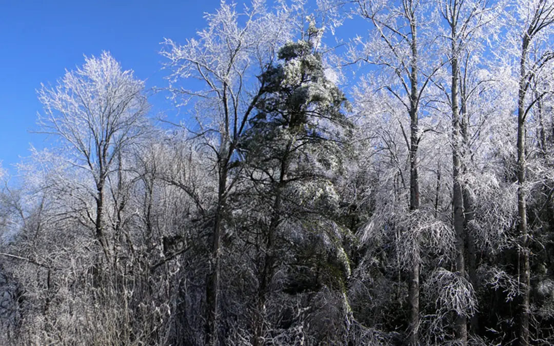 Tennessee Ice Storms and Tree Safety: What Property Owners Need to Know
