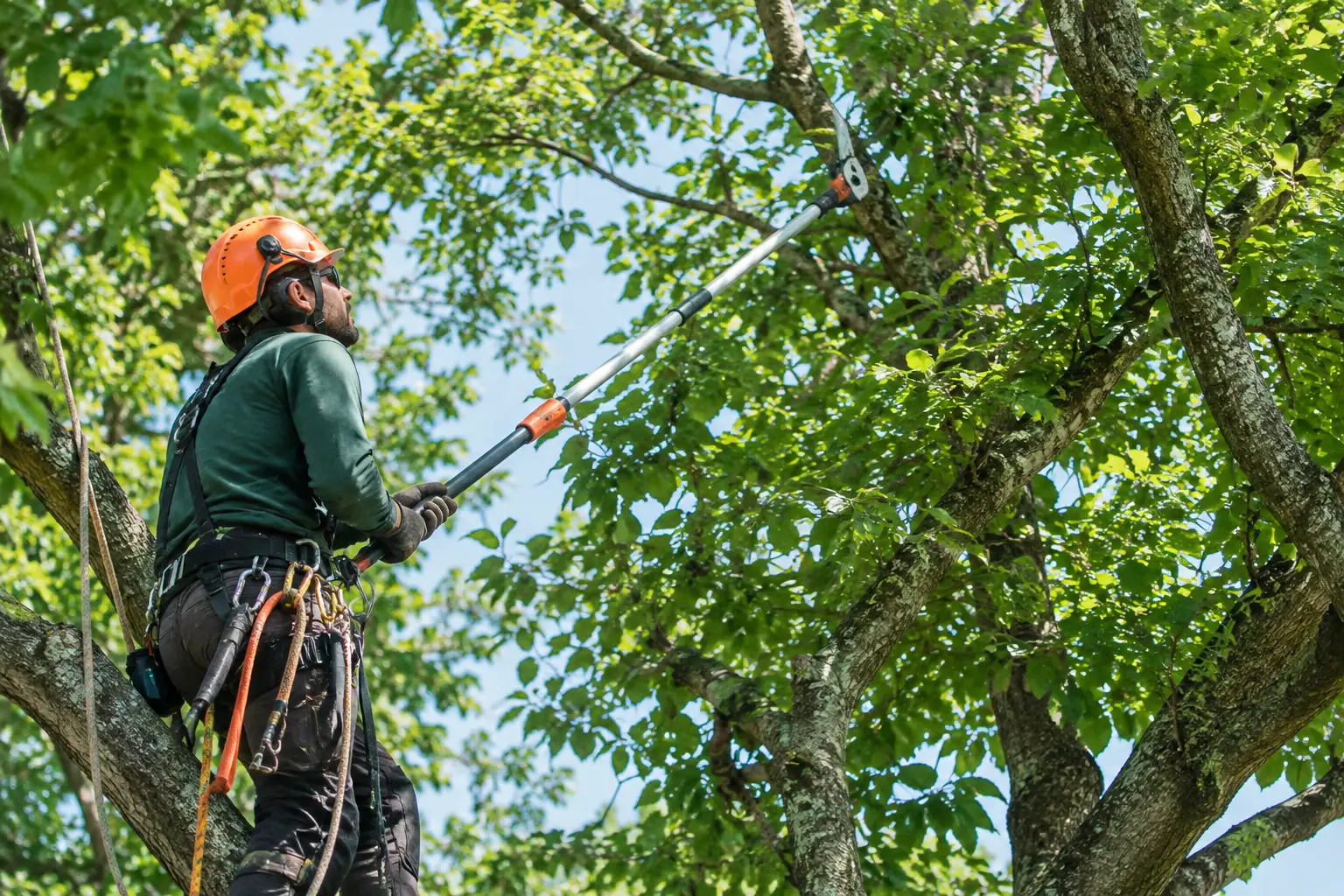 Canopy Thinning: When Your Trees Need It