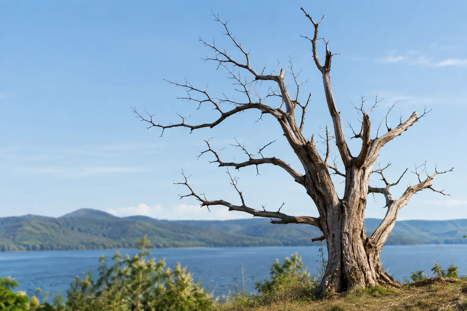 When Do Dead Trees Fall? Signs You Should Act
